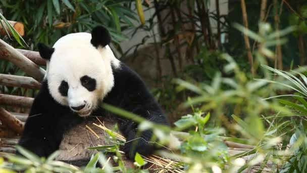 Panda Comer Bambu Chiangmai Tailândia — Vídeo de Stock