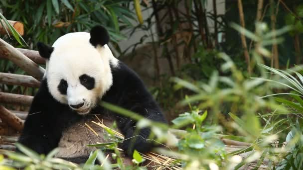 Panda Comiendo Bambú Chiangmai Tailandia — Vídeos de Stock