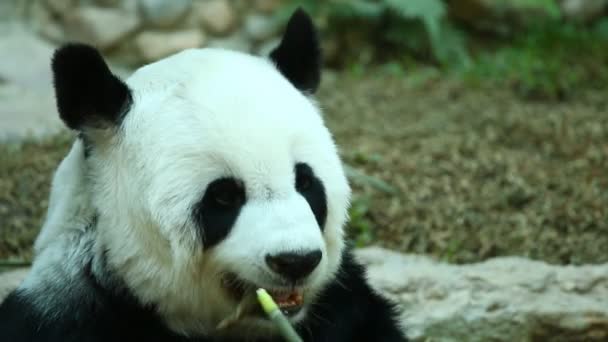 Panda Eszik Bambusz Chiangmai Thaiföld — Stock videók