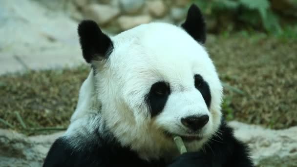 Panda Comiendo Bambú Chiangmai Tailandia — Vídeos de Stock