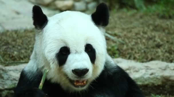 Panda Comiendo Bambú Chiangmai Tailandia — Vídeos de Stock