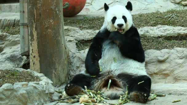 Panda Comiendo Bambú Chiangmai Tailandia — Vídeos de Stock