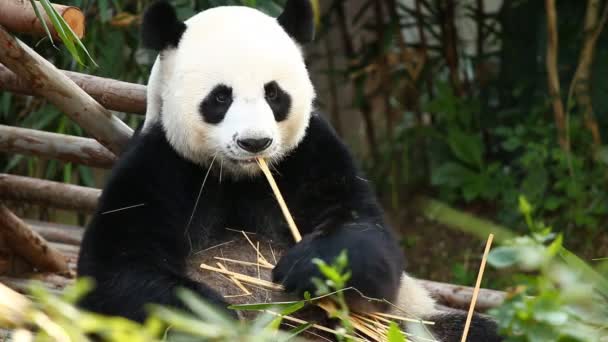 Panda Comiendo Bambú Chiangmai Tailandia — Vídeos de Stock