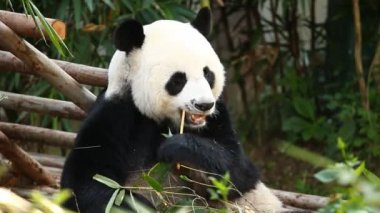 Chiangmai Tayland 'da bambu yiyen panda