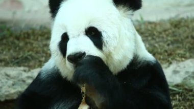 Chiangmai Tayland 'da bambu yiyen panda