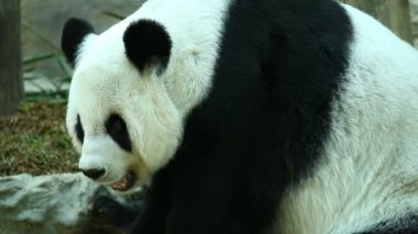 Chiangmai Tayland 'da bambu yiyen panda
