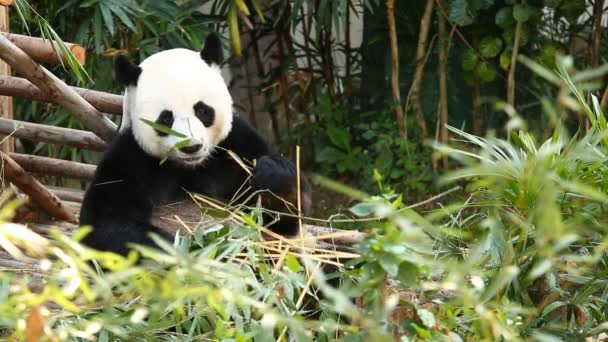 Panda Comiendo Bambú Chiangmai Tailandia — Vídeos de Stock