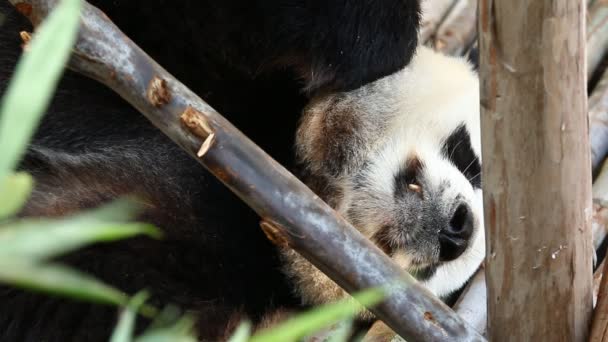 Panda Äter Bambu Chiangmai Thailand — Stockvideo