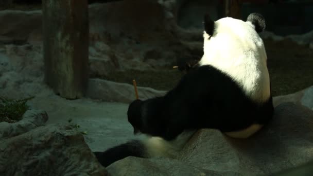 Panda Comiendo Bambú Chiangmai Tailandia — Vídeos de Stock