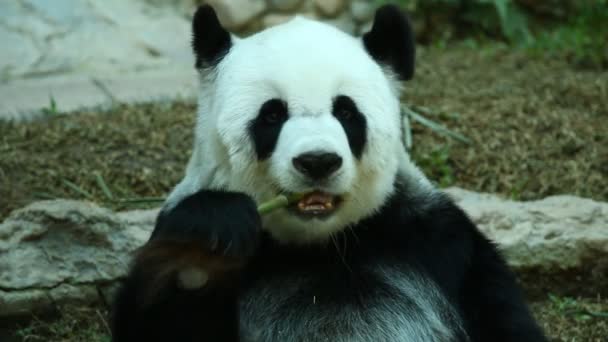 Panda Comiendo Bambú Chiangmai Tailandia — Vídeos de Stock