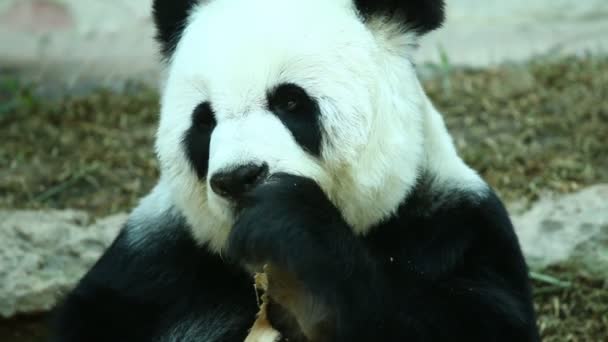 泰国清迈的熊猫吃竹子 — 图库视频影像