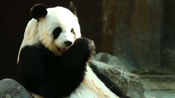 Panda Τρώει Μπαμπού Chiangmai Ταϊλάνδη — Αρχείο Βίντεο