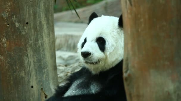 Panda Τρώει Μπαμπού Chiangmai Ταϊλάνδη — Αρχείο Βίντεο