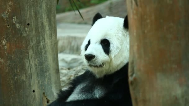 Pandy jedí bambus v Thajsku