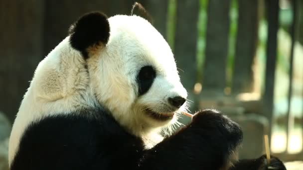 Panda Äter Bambu Chiangmai Thailand — Stockvideo