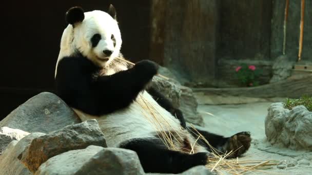 Panda Comiendo Bambú Chiangmai Tailandia — Vídeos de Stock