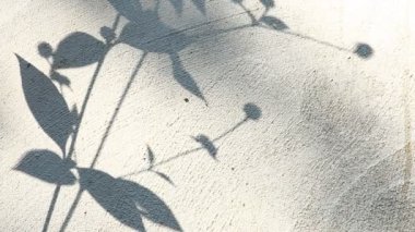 Duvarda gölgeler bırakır, Chiangmai Tayland açıklarında.