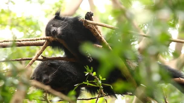 Binturong Drzewie Chiangmai Tajlandii — Wideo stockowe