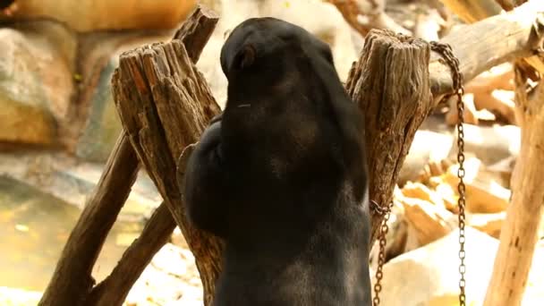 Asiatischer Schwarzbär Chiangmai Thailand — Stockvideo
