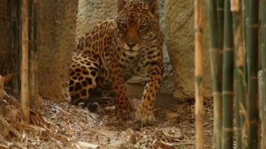Chiangmai Tayland 'da Jaguar