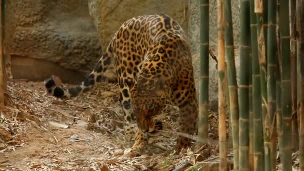 Jaguar Chiangmai Thailand — Stock Video