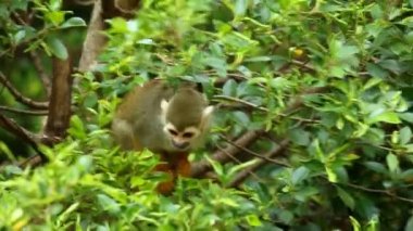 Chiangmai Tayland 'da sincap maymunu.