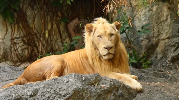 大きな雄ライオンがチェンマイに横たわっていますタイ — ストック動画