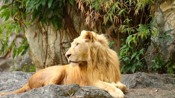 Big Male Lion Lay Chiangmai Thailand — Stock Video