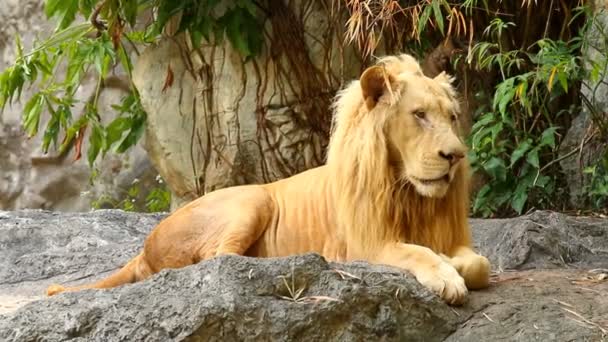 Big Male Lion Lay Chiangmai Thailand — Stock Video