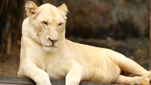 Λευκό Λιοντάρι Που Βρίσκεται Στην Chiangmai Ταϊλάνδη — Αρχείο Βίντεο