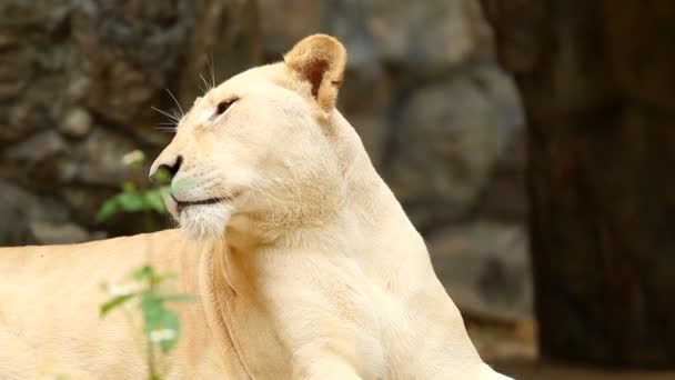 Λευκό Λιοντάρι Που Βρίσκεται Στην Chiangmai Ταϊλάνδη — Αρχείο Βίντεο