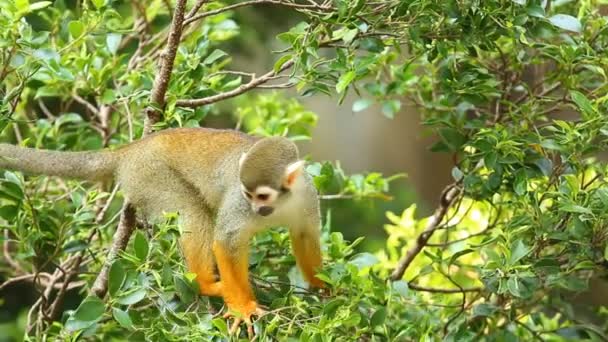 Macaco Esquilo Chiangmai Tailândia — Vídeo de Stock