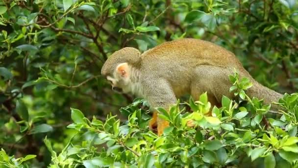 Macaco Esquilo Chiangmai Tailândia — Vídeo de Stock