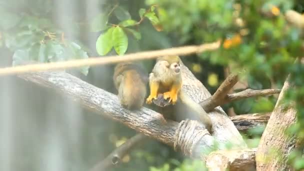 Squirrel Monkey Chiangmai Thailand — Stock Video