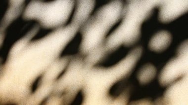 Duvarda gölgeler bırakır, Chiangmai Tayland açıklarında.