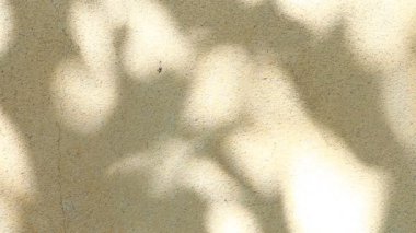 Duvarda gölgeler bırakır, Chiangmai Tayland açıklarında.