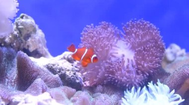 Ocellaris palyaço balığı mercan ve şakayık ile yüzüyor.