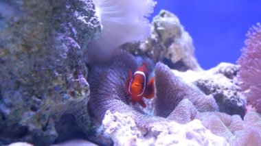 Ocellaris palyaço balığı mercan ve şakayık ile yüzüyor.