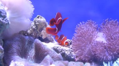 Ocellaris palyaço balığı mercan ve şakayık ile yüzüyor.