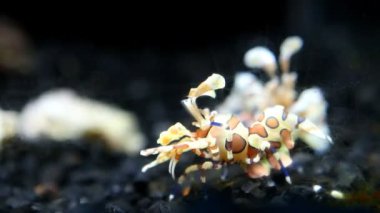 Akvaryumdaki palyaço karidesi, Chiangmai Tayland