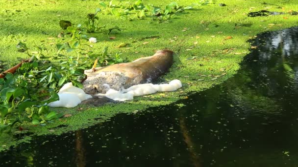 Carrión Perro Con Gusanos Río Chiangmai Tailandia — Vídeos de Stock