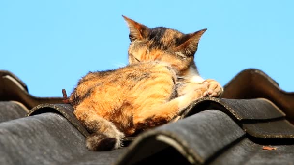 Kot Leżący Dachu Chiangmai Tajlandii — Wideo stockowe