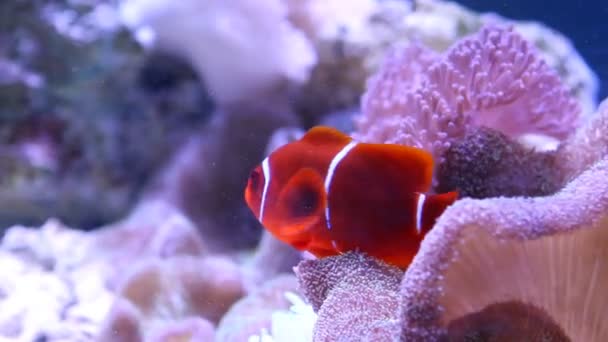 サンゴとアネモネと一緒に泳ぐオケラリスのピエロ魚 — ストック動画
