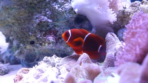 Ocellaris Clownfish Плавающий Кораллами Анемоном — стоковое видео