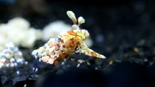 泰国清迈鱼缸中的Harlequin虾 — 图库视频影像