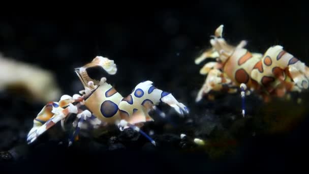 Harlequin Shrimp Fish Tank Chiangmai Thailand — стокове відео