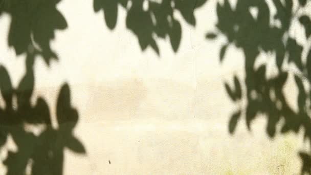 墙壁上的叶影 户外清迈泰国 — 图库视频影像