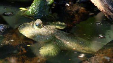 Çamur kaptanı, Chiangmai Tayland 'da gölette yatıyor.
