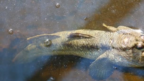 チエンマイタイの池に寝そべっているムドスキッパー — ストック動画