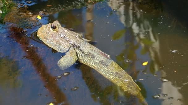 Mudskipper Que Coloca Lagoa Chiangmai Tailândia — Vídeo de Stock